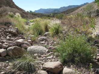 First Water Creek near Hackberry Spring