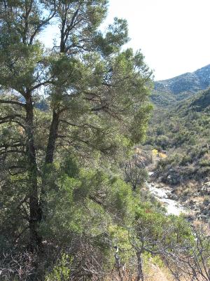 Wash in Bull Basin