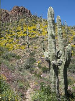 Red Tanks Trail in Red Tanks Canyon